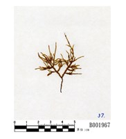 藏品(南木苔)的圖片